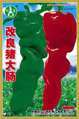 改良猪大肠 ——辣椒种子