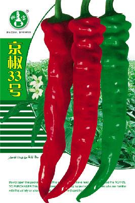 京椒33号——辣椒种子