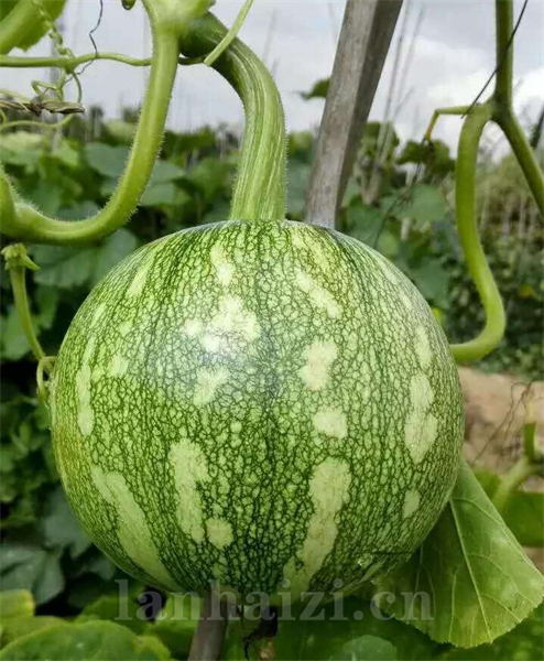  花皮嫩早南瓜