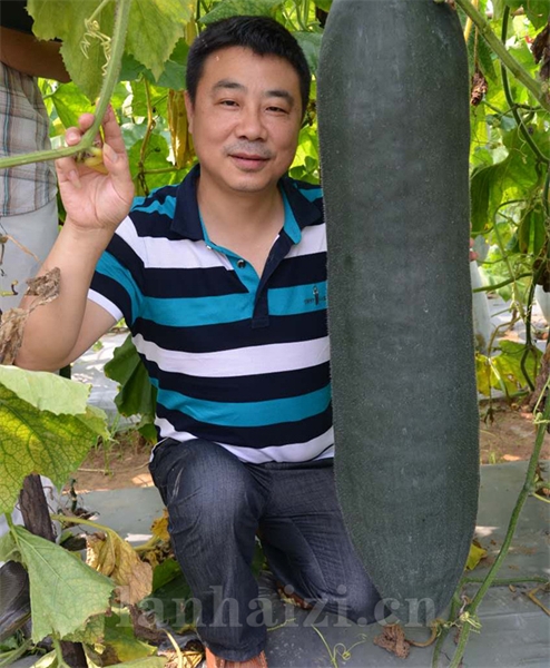 墨宝冬瓜