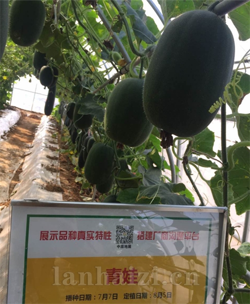  青娃