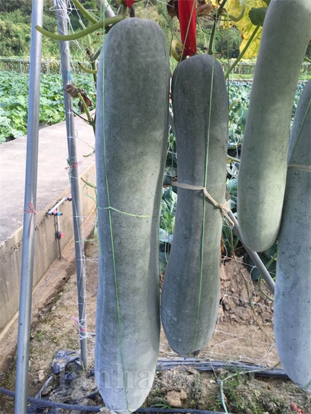 粉宝冬瓜
