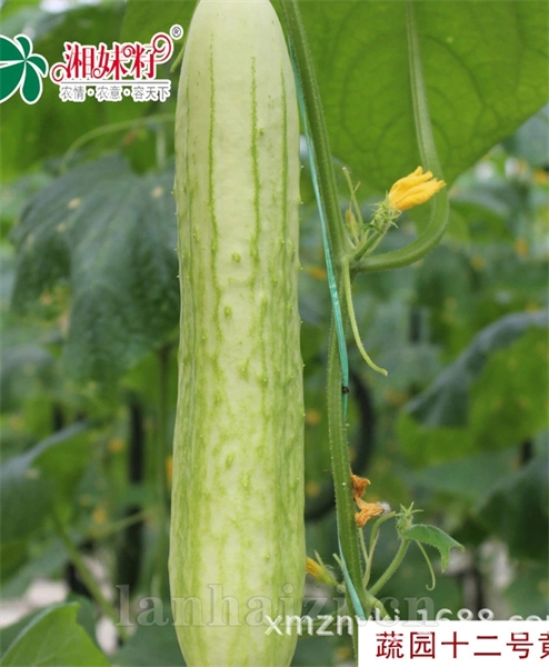 蔬园十二号