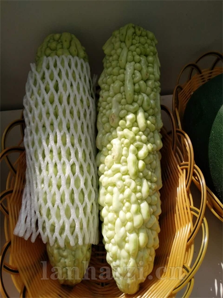 大白鲨苦瓜