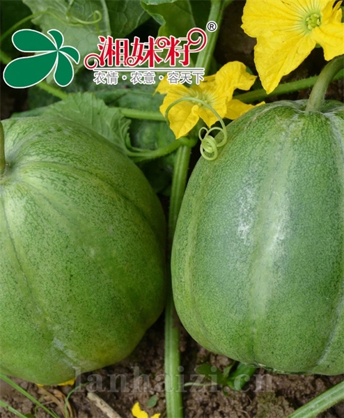 名品脆香甜瓜