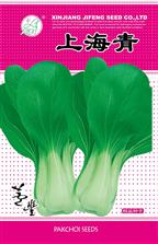 上海青