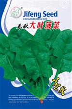春秋大叶菠菜