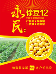徐豆12号