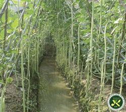 珠豇3号豆角