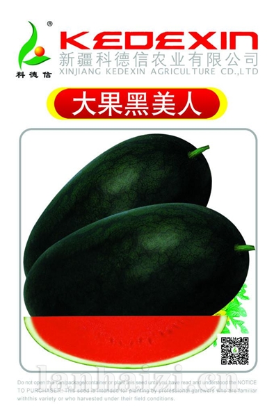 大果黑美人