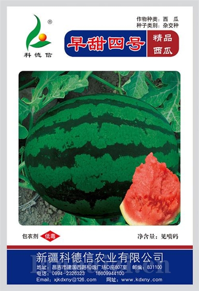 早甜四号