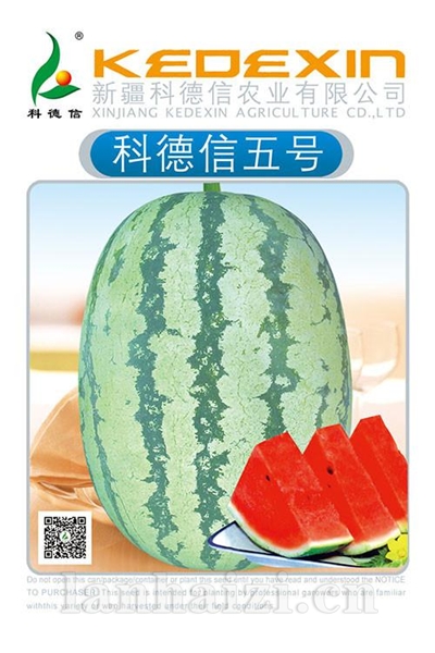 科德信五号,新疆西瓜种子