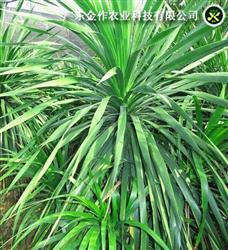 龙血树（DT）