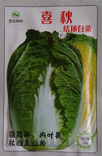 供应喜秋-白菜种子