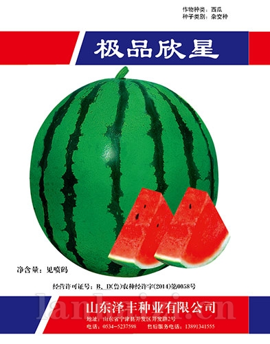 极品欣星西瓜