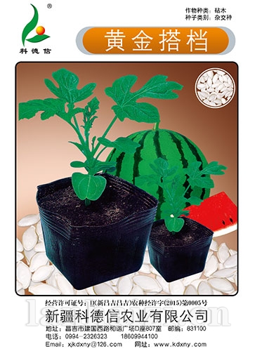 黄金搭档 砧木种子