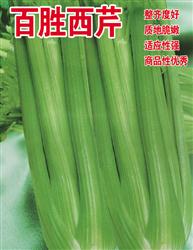 百胜西芹--叶菜
