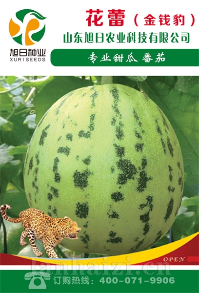 花蕾（金钱豹）