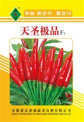 天圣极品