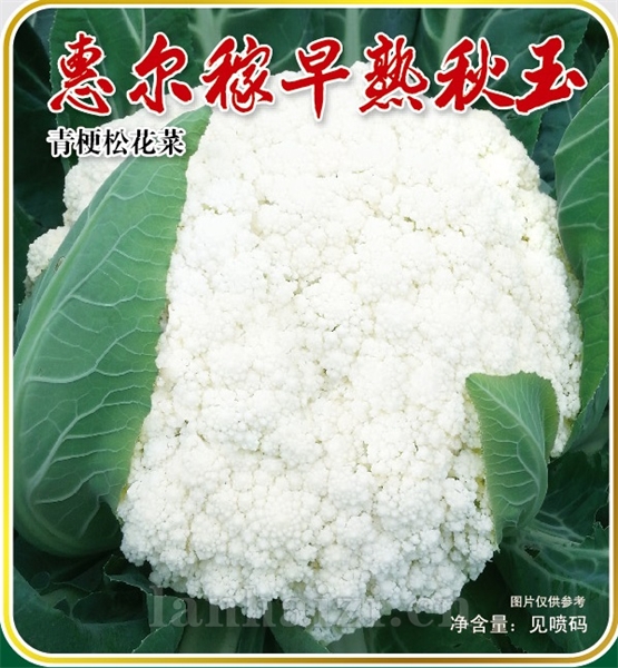 惠尔稼早熟秋玉