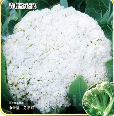 松不老75