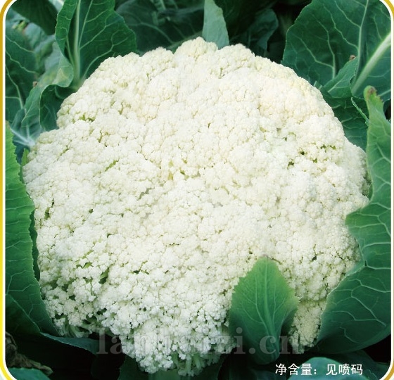 劲松90
