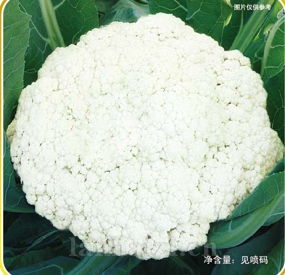劲松100