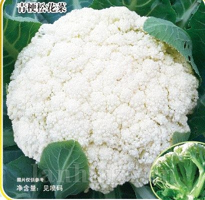 松不老100