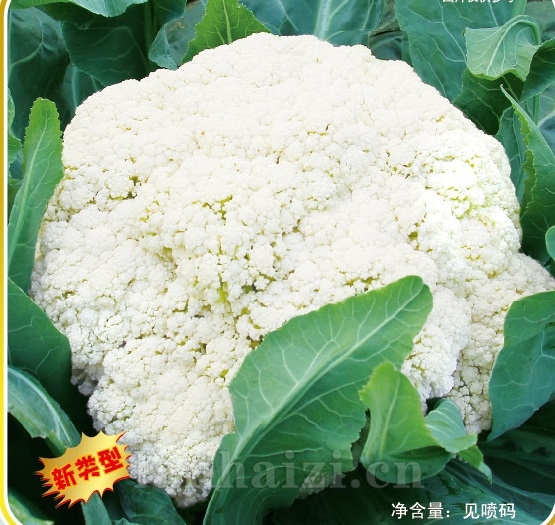 劲松901