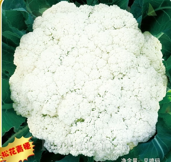 劲松80