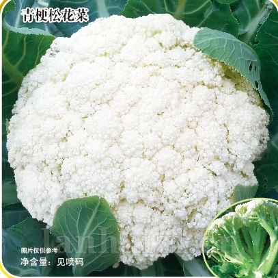 松不老100