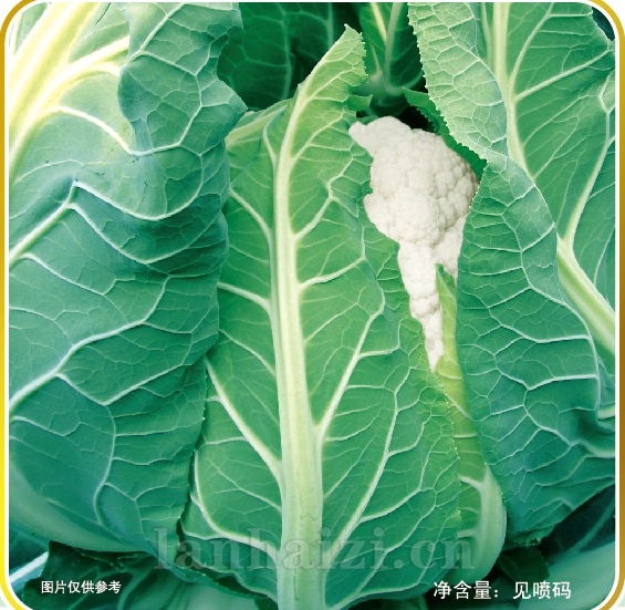贞心95