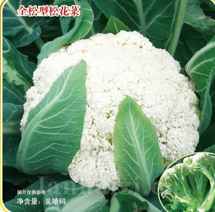 松不老68