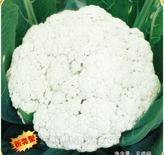 松不老80