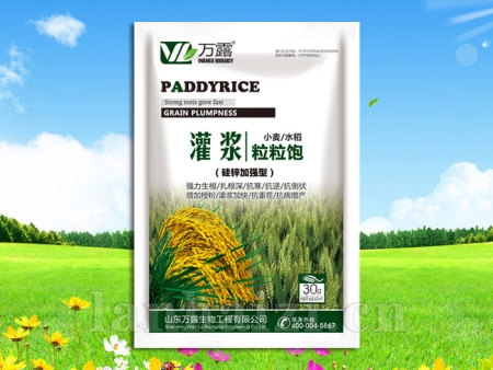 灌浆粒粒饱