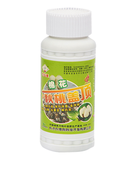 棉花秋桃盖顶