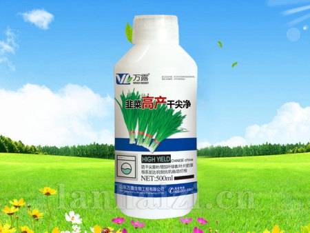 韭菜高产干尖净