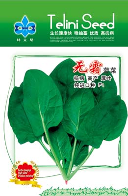无霜菠菜