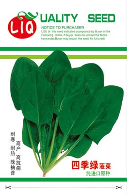四季绿菠菜