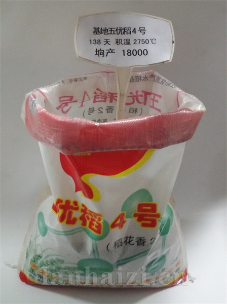 五优稻4号