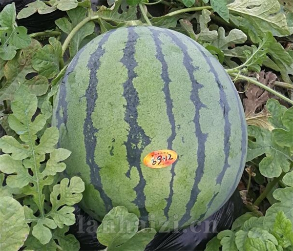 金雷