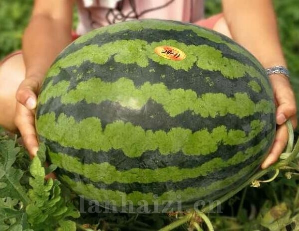 荣耀甜王