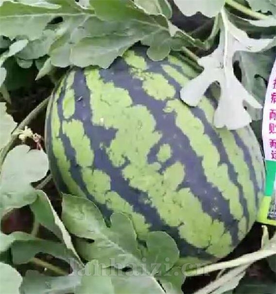 富田锦秀