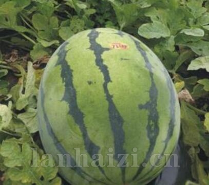 金傲世106