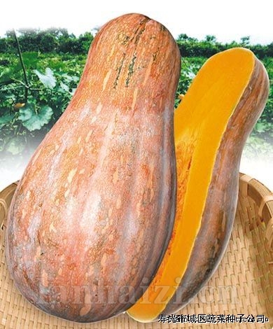 南瓜种子