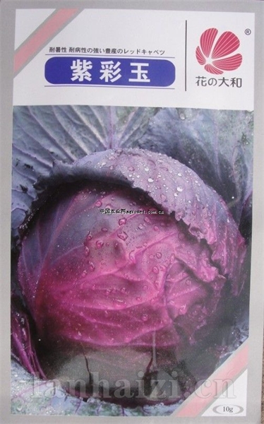 供应紫彩玉—甘蓝种子
