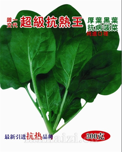 供应夏绿菠菜—菠菜种子