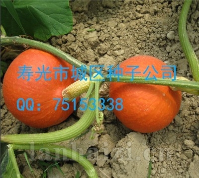 供应杂交红南瓜、短蔓南瓜、红冠南瓜