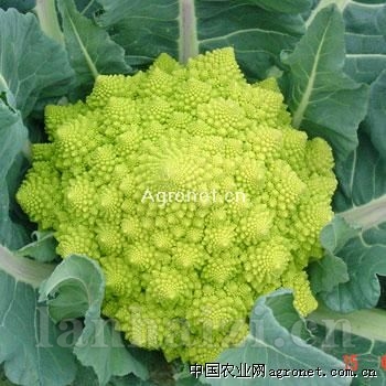 供应宝塔花菜101—花椰菜种子