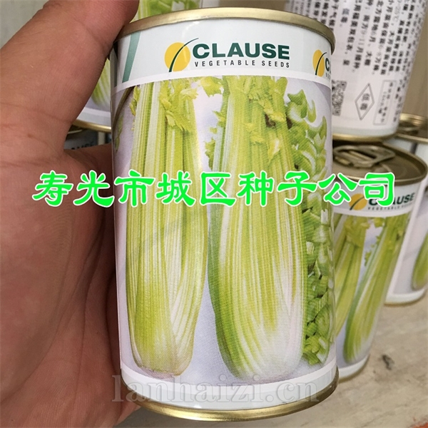 供应法国皇后芹菜种子